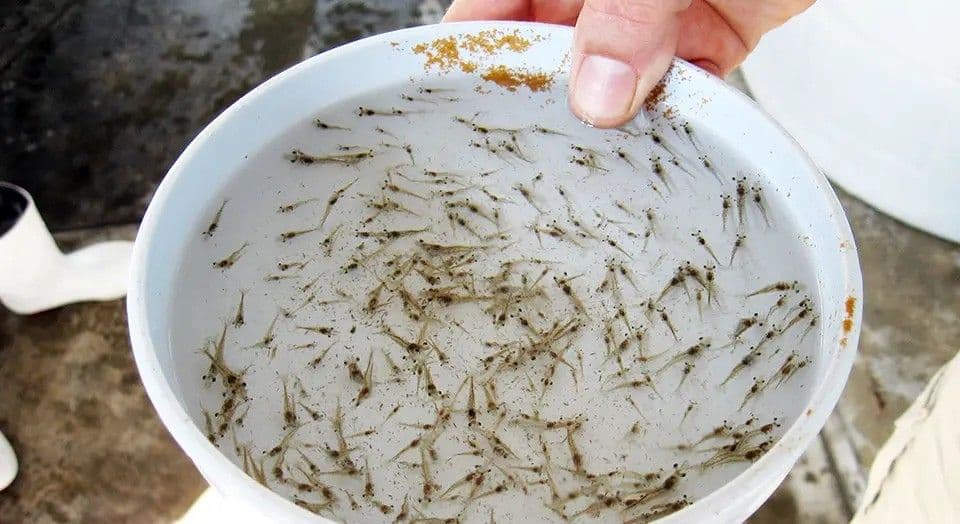 Shrimp fry