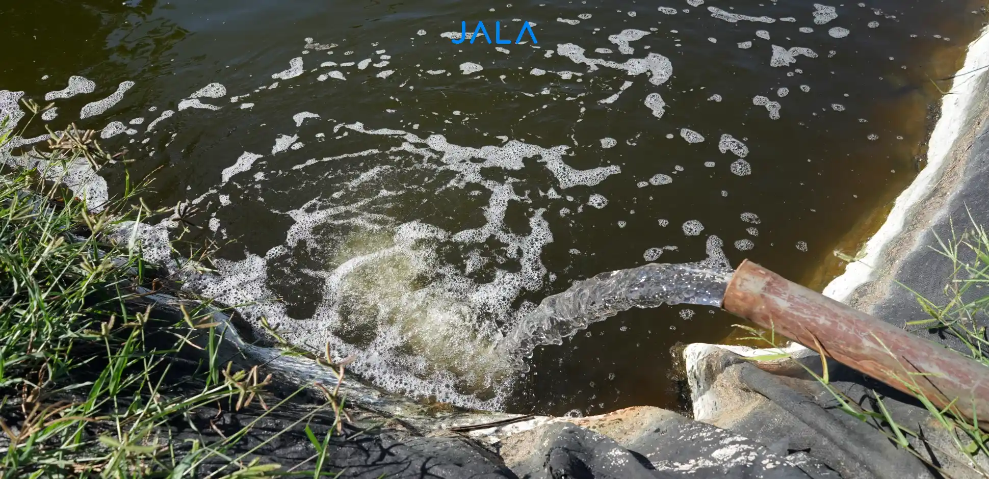 Hidden Threats Behind Murky Water in Shrimp Ponds