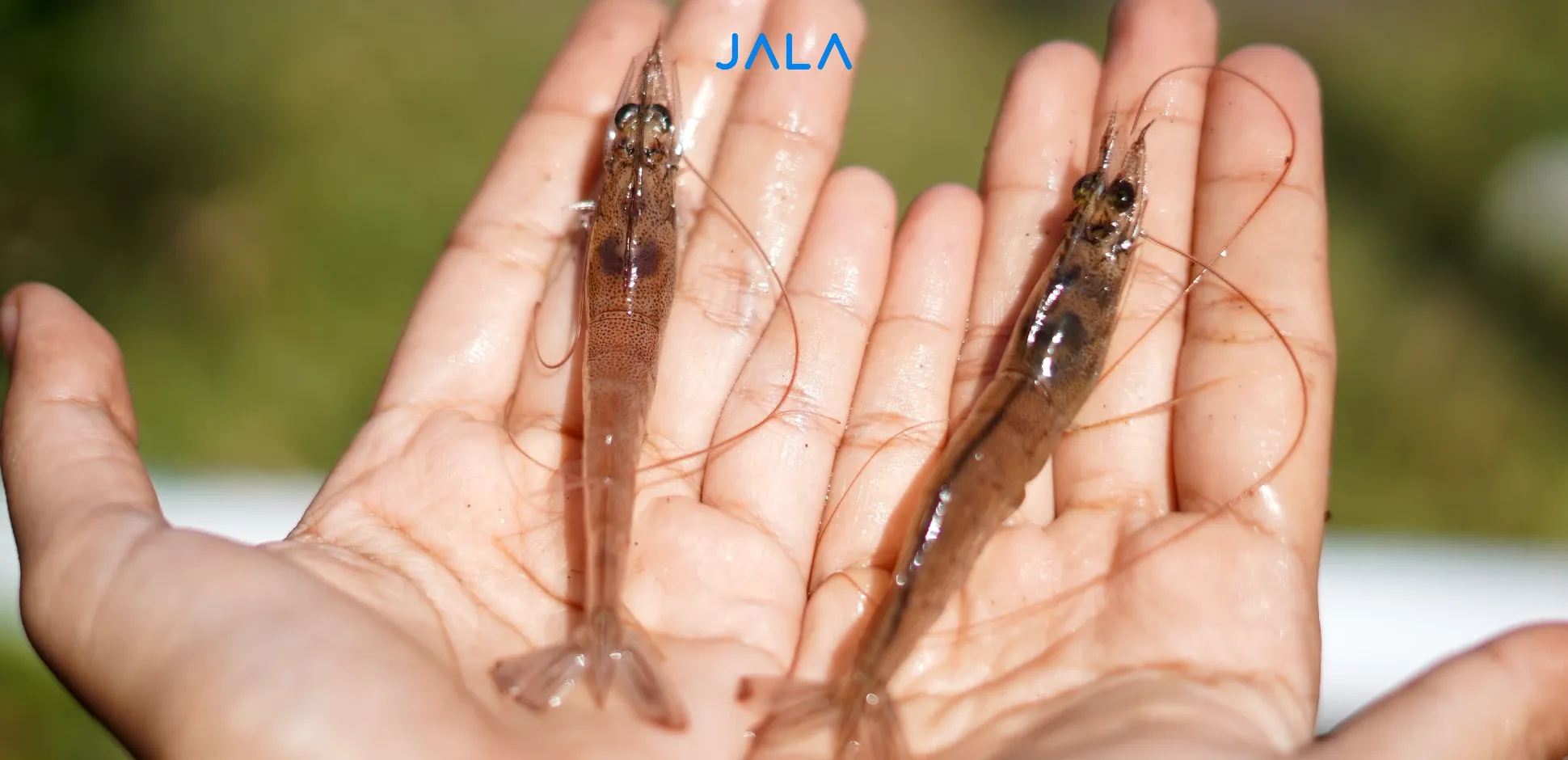 Understand the Dangers of Antibiotic Residues to Prevent Shrimp Export Rejection in Global Market