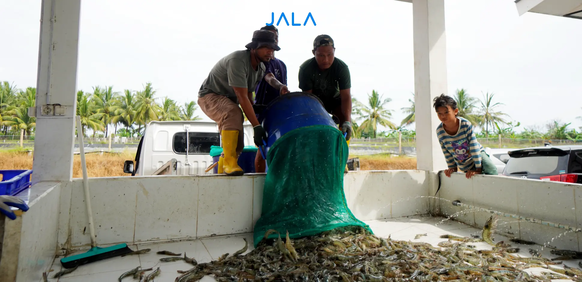 Climate Smart Shrimp Farming Project Celebrates First Harvest, Paving the Way for Sustainable Aquaculture in Asia