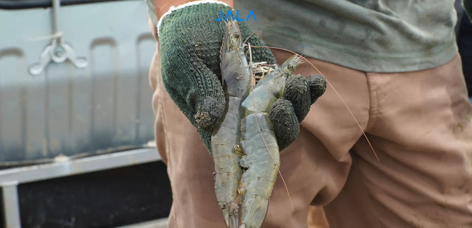 Effective Sampling Techniques for Vannamei Shrimp