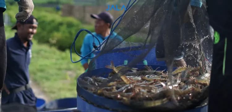 Profit Projections and Business Opportunities in Vannamei Shrimp Farming