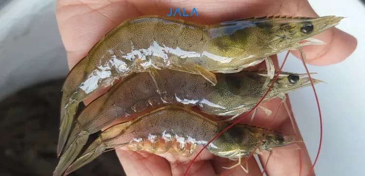 Losses Caused by Undersized Shrimp in Vannamei Shrimp Farming