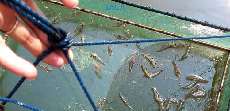 White Feces Disease Still Lurks, Why Is It So Hard to Eliminate from Shrimp Ponds?