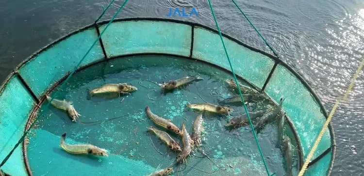 Causes and Prevention of Myo Disease in Shrimp