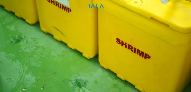 Maintaining Shrimp Farming in the Midst of Trump Tariff News