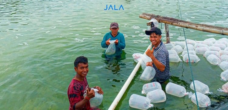 5 Jobs You Can Find on a Shrimp Farm
