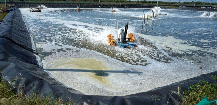 Strategies to Reduce Ammonia Levels for Better Shrimp Health and Productivity