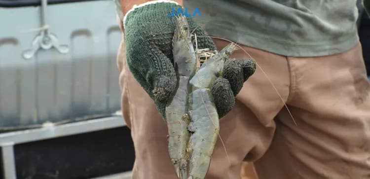 Effective Sampling Techniques for Vannamei Shrimp