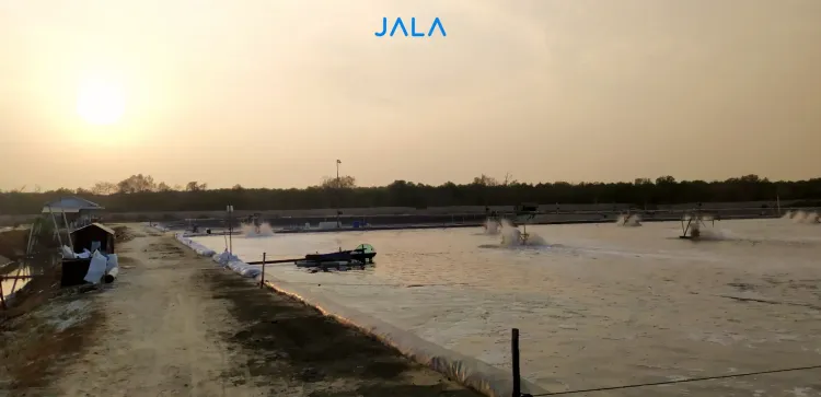 Risk of White Spot Disease in the Northern Coast of Java