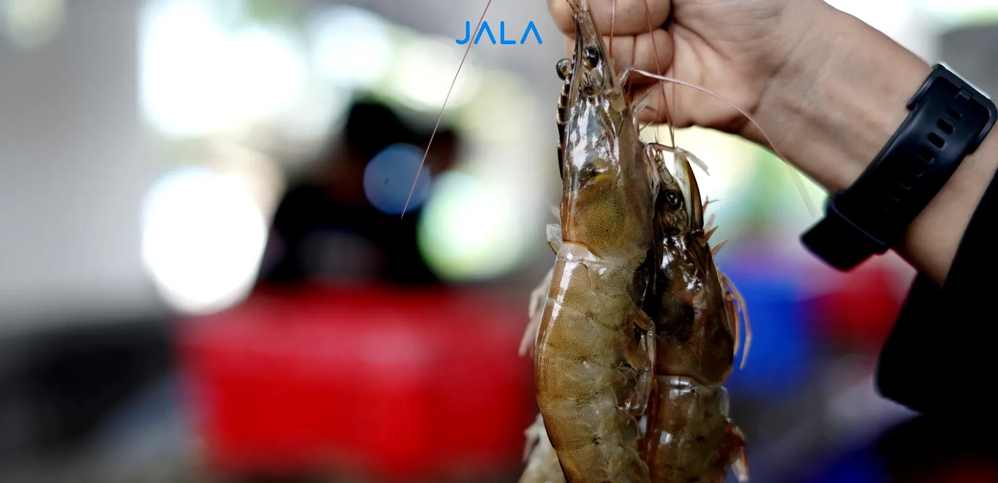 Cover - Shrimp Market.webp