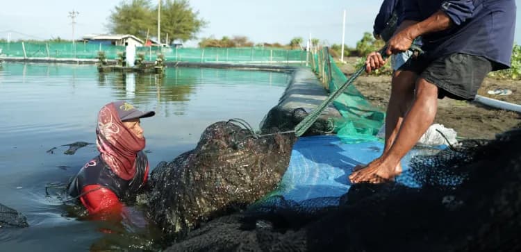 Shrimp Harvest Nets and Their Functions in Farms