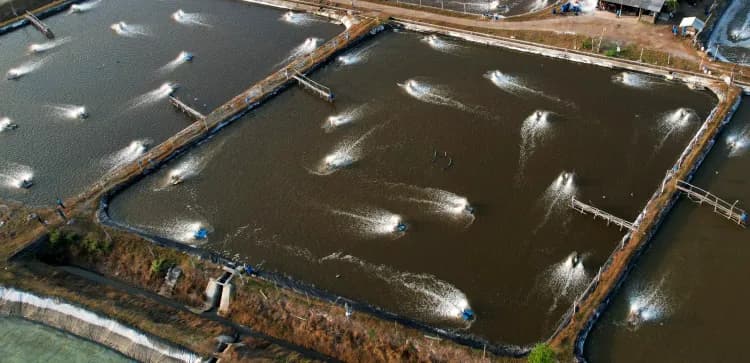 Spotlight on Indonesia’s Top Shrimp Producing Region: West Nusa Tenggara