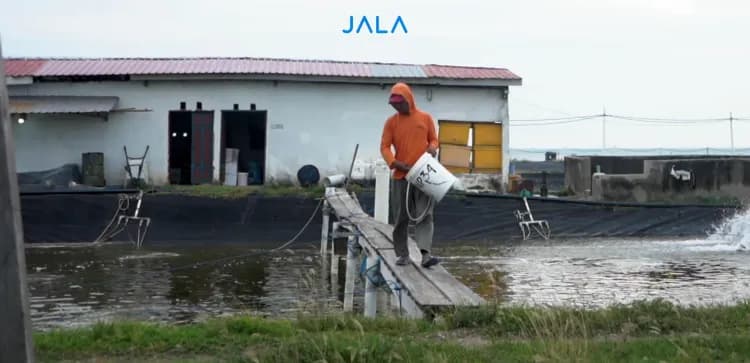 The Impact of Shrimp Feed on Pond Water Quality