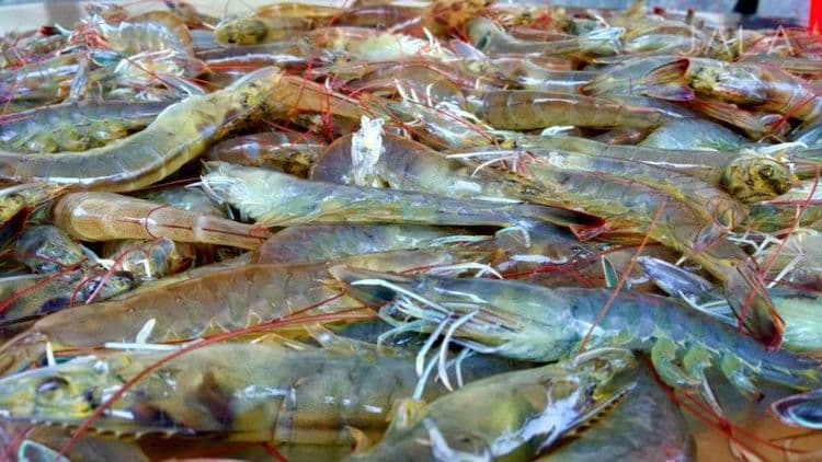 Indonesia's Top Shrimp Export Destinations